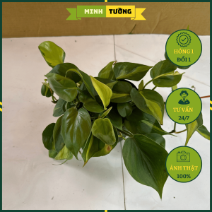 Cây Trầu Bà Brazil - Trầu Bà Brasil - Cây Cảnh Văn Phòng