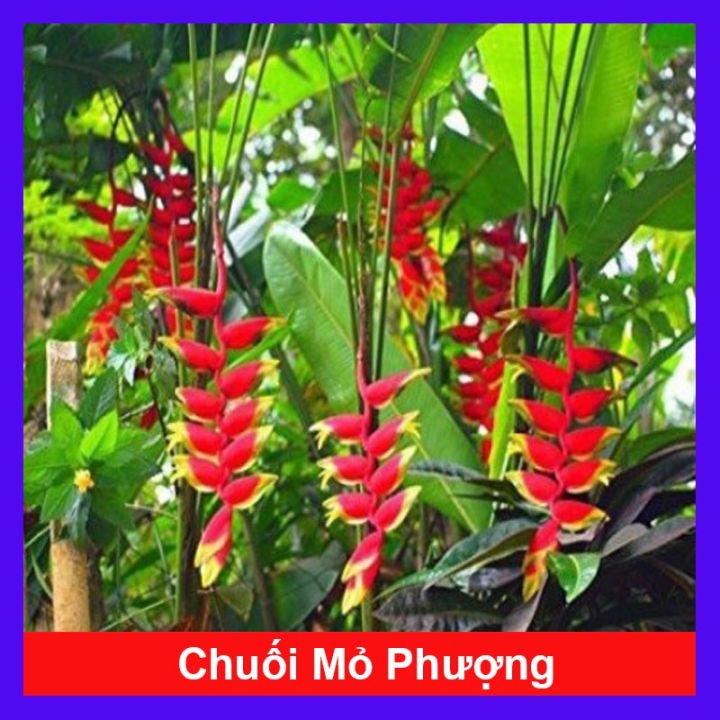 Cây Hoa Chuối Mỏ Phượng