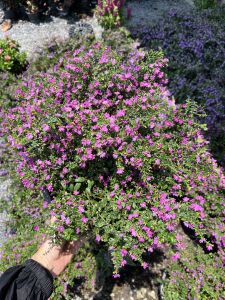 ต้นหลิวไต้หวัน หลิวม่วงแคระ หลิวดอกสีม่วง ให้ดอกสวยตลอดทั้งปี False Heather Elfin Herb