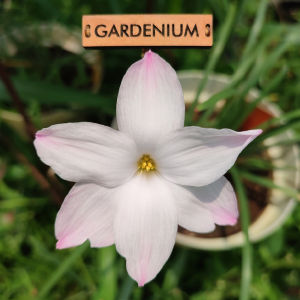 Umbi Bunga Rain Lily Big Dude - Rainlily Zephyranthes Labuffarosea Hybrid