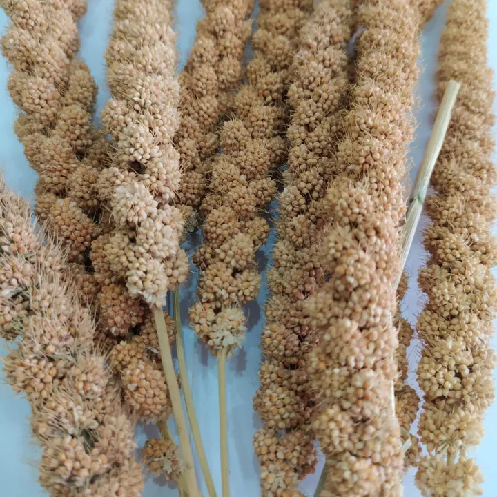 B%C3%B4ng%20k%C3%AA%20ph%C6%A1i%20kh%C3%B4%20t%C3%BAi%20100g%20t%E1%BA%AFm%20cho%20b%C3%A9%20theo%20d%C3%A2n%20gian%20-%20Image%203