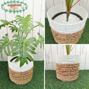 Pohon Daun Jari Philo X7 Latex Pot Dasar Hitam Cover Pot Bulat Seagrass Dekorasi Rumah Aesthetic