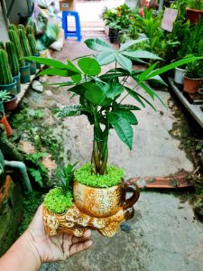 Cây kim ngân để bàn mini kèm chậu ý nghĩa phong thủy là phước lộc thọ an khang cầu may mắn cho gia chủ + tặng kèm phân bón cây|Minh Hân Garden