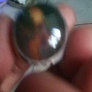 Batu Pancawarna Edong Gambar Ayam Ciung Wanara Langkah Hanya Ada Satu di Dunia