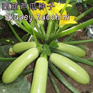 Benih Skuasy Zucchini (12 Seeds) /西葫芦籽 /Squash Zucchini Seeds