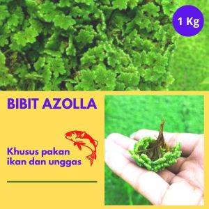 Bibit Azolla Khusus Pakan Ikan Dan Unggas 1 Kg