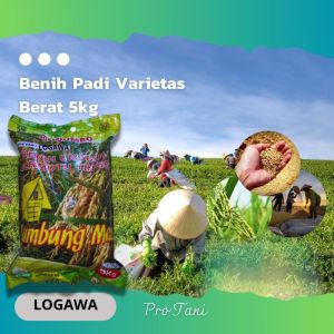 BIBIT BENIH PADI SUPER VARIETAS LOGAWA ORIGINAL TERBARU