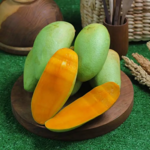 Bibit Mangga Golek India Super Manis Cepat Berbuah