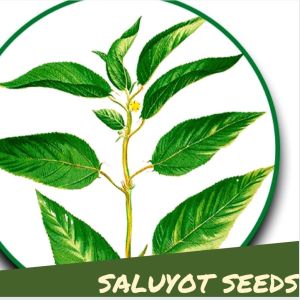 Saluyot 50 Seeds Outdoor Garden Plant