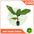 Bibit pisang tanduk /agung lumajang isi 2 bibit.. 