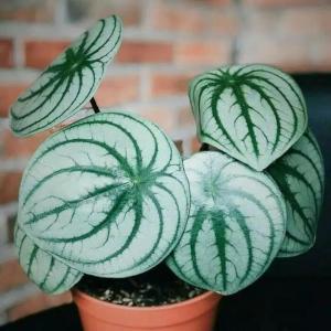 tanaman hias daun peperomia water melon