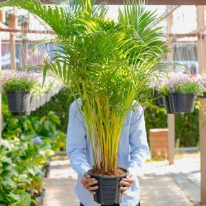 Treeno.9 T41 หมากเหลือง Size 10" ไม้ใหญ่พุ่มสูง นิยมปลูกในอาคารนอกอาคาร ช่วยฟอกอากาศ