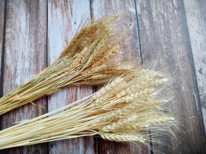 ข้าวบาร์เล่ย์ 50 ก้าน ดอกไม้แห้ง ดอกหญ้าแห้ง หญ้าแห้ง DIY ดอกหญ้า ตกแต่ง พร้อพถ่ายรูป