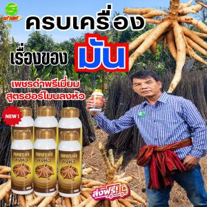 บำรุงมัน เพิ่มขนาดหัวมัน เพิ่มเปอร์เซ็นต์แป้ง เพชรดำลงหัว6ขวด ขนาด1000cc สูตรลงหัวมันสำปะหลัง ส่งเสริมประสิธิภาพกระบวนการลงหัวมันสำปะหลัง