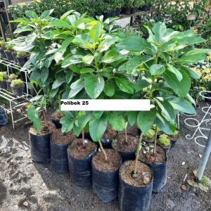 Bibit Alpukat Taiwan Green Skin / Alpukat Zhuang Poo Super