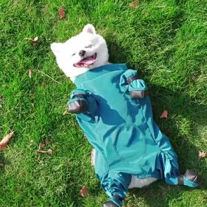 Pet Outdoor Belly Cover Dustproof Pants Dog Walking Anti-Dirty Clothes Bichon Frise Puppy Rain Dog Clothes Supplies
