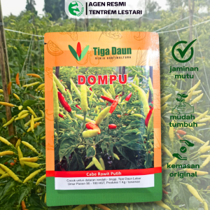 Benih Cabe Rawit Putih DOMPU 10 Gram Asli Cap TIGA DAUN Lebat Bandel