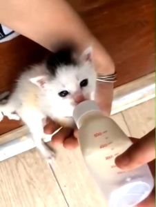 Pet Milk Bottle Set with Cleaning Brush - Anti-Bite Silicone Nipple Feeding Bottle for Kittens Puppies & Small Animals