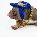 2Pack Dog Costume Set, Adjustable Gold Plated Dog Chain Collar and Headband Hip Hop Square Satin Head Scarf Head Cover Apparel Party Costume Cosplay Accessories for Medium Large Dogs(Blue). 