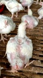 Vitamin Ayam Broiler / Vitamin Penggemuk Ayam / Vitamin Penambah Nasfsu Makan Ayam / Obat Ayam Broiler / Sumox