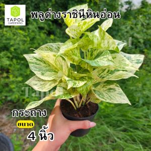 พลูด่างราชินีหินอ่อน กระถาง 4 นิ้วไม้ฟอกอากาศ เลี้ยงง่าย สามารถเลี้ยงในน้ำได้