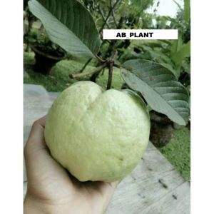 Bibit Jambu Kristal Tanpa Biji Super Okulasi