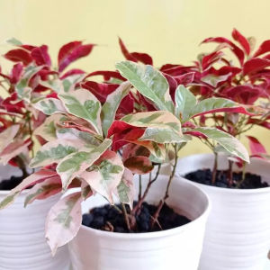 Bibit Tanaman Bunga Sambang Darah Merah Cantik