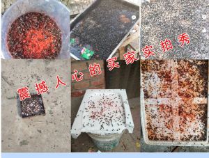 แมลงวันตายแน่นอน เหยื่อกําจัดแมลงวัน เห็นผลชัวร์ ภายในไม่กี่นาที มีเก็บปลายทาง