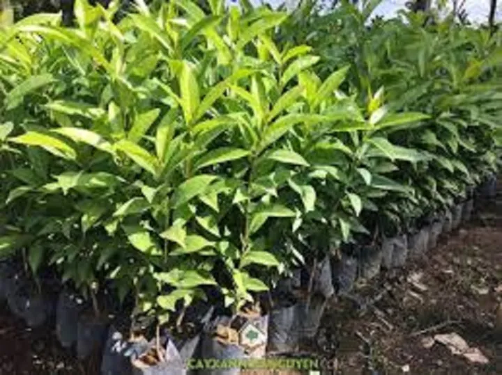 c%C3%A2y%20l%C3%A1%20v%E1%BB%91i%20n%E1%BA%BFp%20gi%E1%BB%91ng%20-%20Image%205