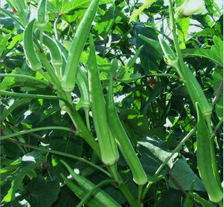 OKRA VEGETABLE SEEDS (4045 seeds) Smooth Green Variety Lazada PH