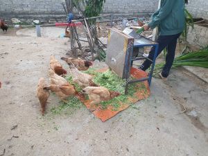 Máy xay đa năng băm látbăm nhỏ cỏ voirau bèo làm thức ăn chăn nuôi