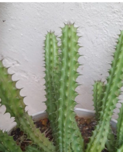 soft thorn cactus with beautiful red flowers blooming throughout the year