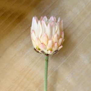 FLORI Lifelike Artificial Flower Multicolor Large Size King Protea Flower High Quality flocked Artificial Artichoke Flower Home Decoration