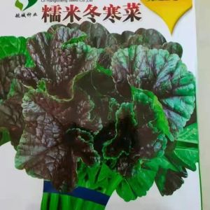 Four Seasons Winter Vegetables   Glutinous Rice Winter Cold Vegetable Amaranth Balcony Garden