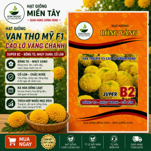 (Gói LỚN 1GRAM khoảng 300 hạt) Hạt Giống Hoa Vạn Thọ Mỹ SUPER B2 -RV - CAO LỠ VÀNG CHANH- Nhụy xanh Cổ LÙN- Bông to