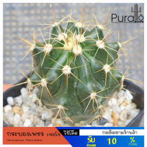 ต้นกระบองเพชร เฟอโร Ferocactus flavovirens #Ferocactus #แคสตัส #cactus
