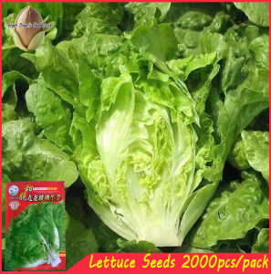 GREEN RAPID LETTUCE SEEDS (2000pcs seeds) FOR BEGGINERS VARIETY/EASY TO GROW-A663