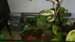 Internal Power Filter Yamano SP 1000L Pompa Aquarium 1 Set Tanpa Kuras Untuk Akuarium Ukuran Kecil Panjang Aksesoris Mesin Filter Air Aquascape Original Murah