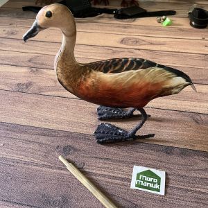 Patung Jontrot Burung Belibis Kembang - Decoy Burung belibis - Manekin burung blibis