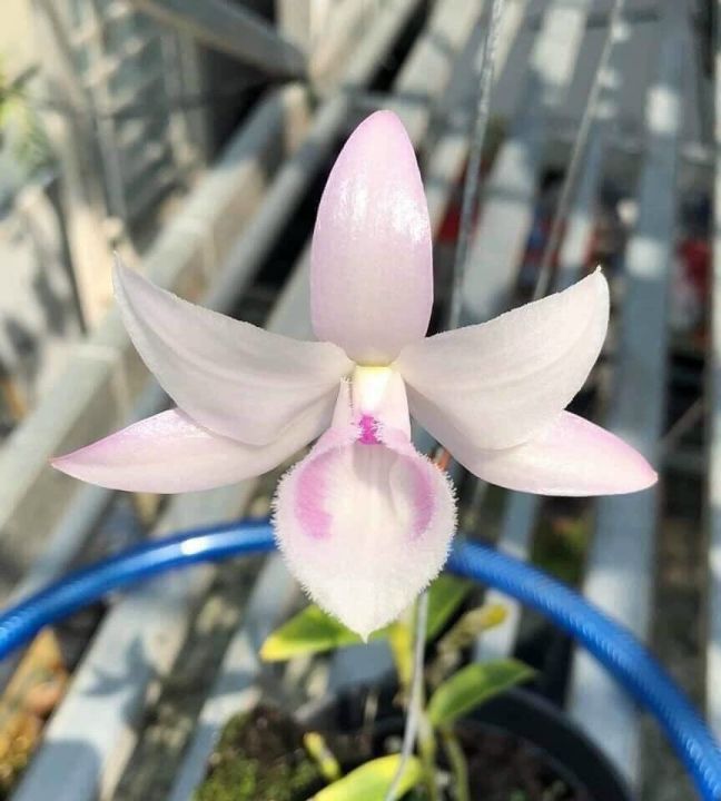 Phi điệp hồng mỹ nhân cây trưởng thành chậu to