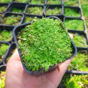 Cỏ giấy thủy sinh bán cạn hoa tím Utricularia graminifolia dùng để trải nền