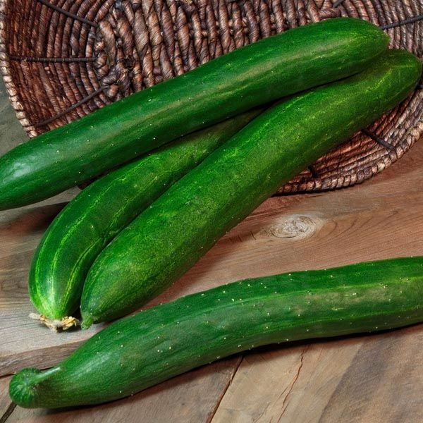 JAPANESE CUCUMBER SEEDS Sulit Seed Pack Lazada PH