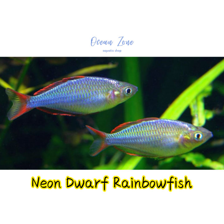 Picture Idea: Ocean Zone Neon Dwarf Rainbowfish 2Pcs 5Pcs Live Fish With