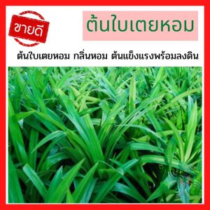 🚚 ส่งเร็ว ต้นพันธ์ ต้นใบเตยหอม สำหรับการทำอาหาร ต้มน้ำ: Pandan Leave Pandanus Plant พร้อมลงดินปลูกในถุงดำ ใบเตยสำหรับการทำอาหาร
