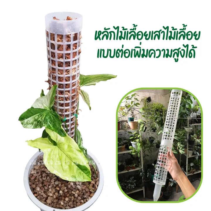 หลักไม้เลื้อยพลาสติกต่อเพิ่มความสูงได้ สีใสขุ่น