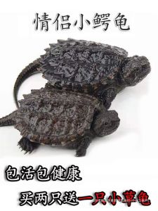 （高端精品龟）外塘北美小鳄龟活物小乌龟活体宠物观赏龟淡水龟苗幼龟鳄鱼龟食用