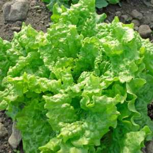 LETTUCE SEED`S "Loose leaf lettuce" FAST GROWING .