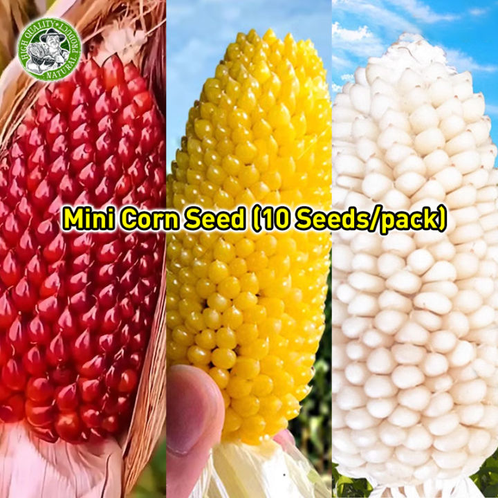 [Fast Germination/COD] 100% High Yield Rare Mini Fruit Corn Seed (Red ...