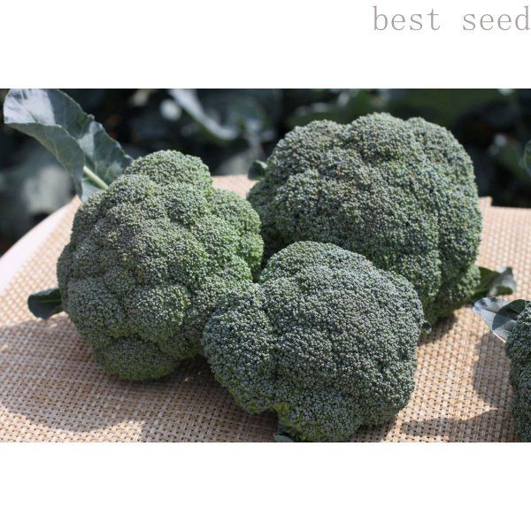 เมล็ดพันธุ์บร็อคโคลี่ 10 แถม 1