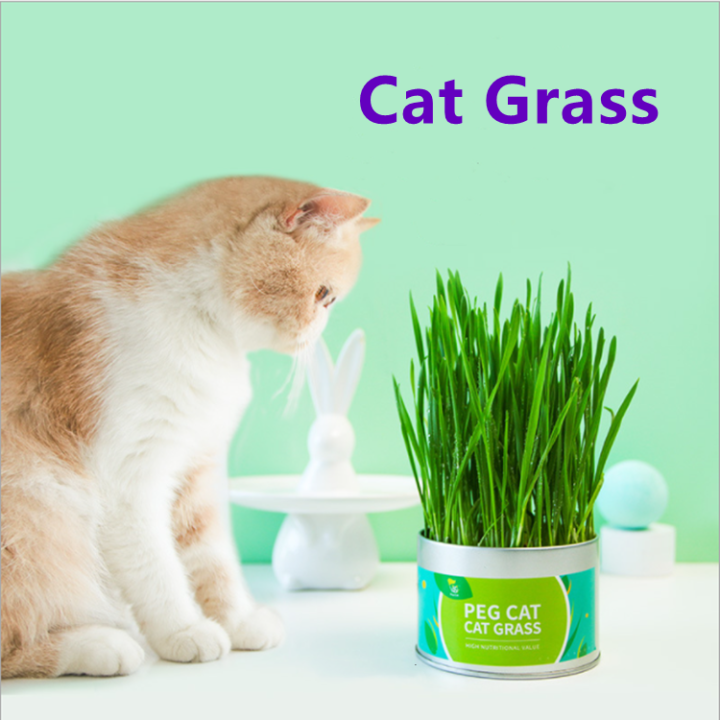 Cat Grass Natural Seed Planting Fast Growing Weatgras Planting Set Twice For Hairball Control
